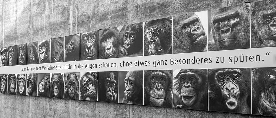 ape, art, apes, animals, saying, creature, gorilla, zoo, advertising, opinion
