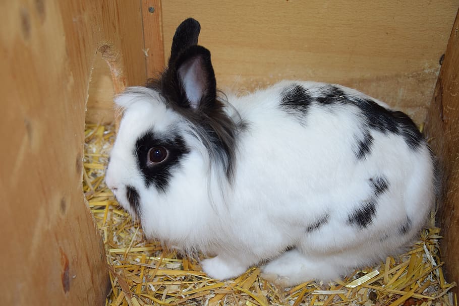 dwarf rabbit, rabbit, hare, rodent, long eared, easter bunny, pet, bunny, easter, furry