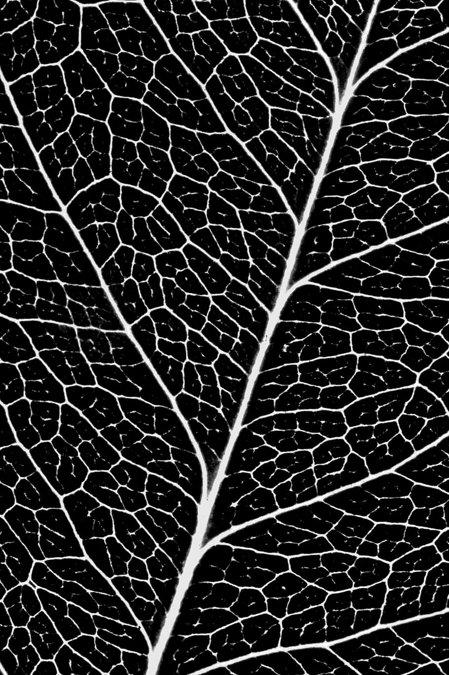 sheet, veins, pattern, flora, backgrounds, full frame, close-up, leaf vein, textured, fragility