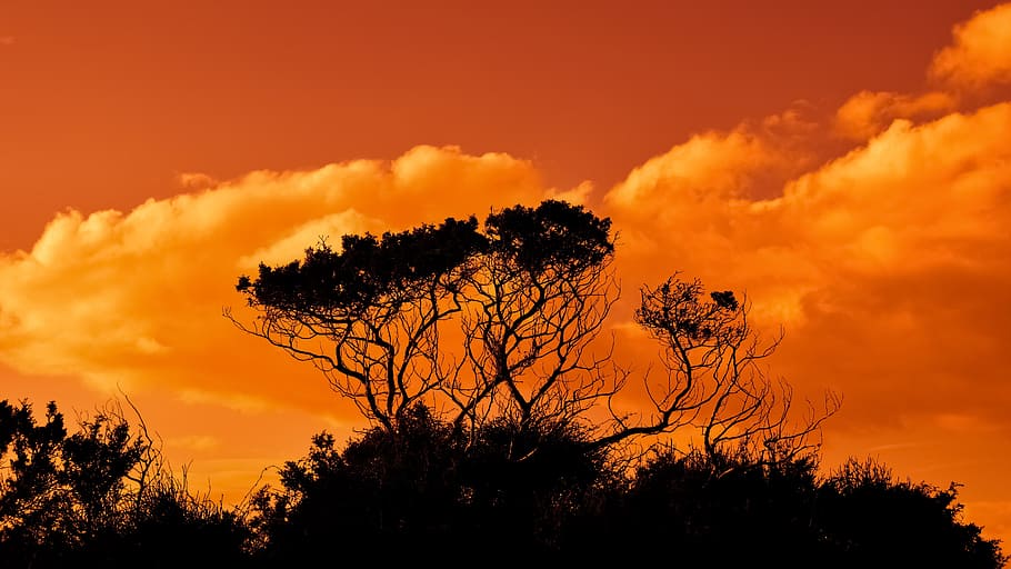 silhouette, trees, golden, hour, branches, sunset, sky, clouds, nature, national park