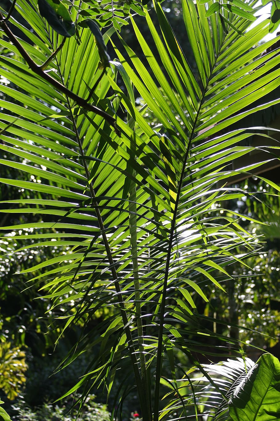tropical palm, flora, texture, foliage, green, beautiful, green color, leaf, plant, plant part