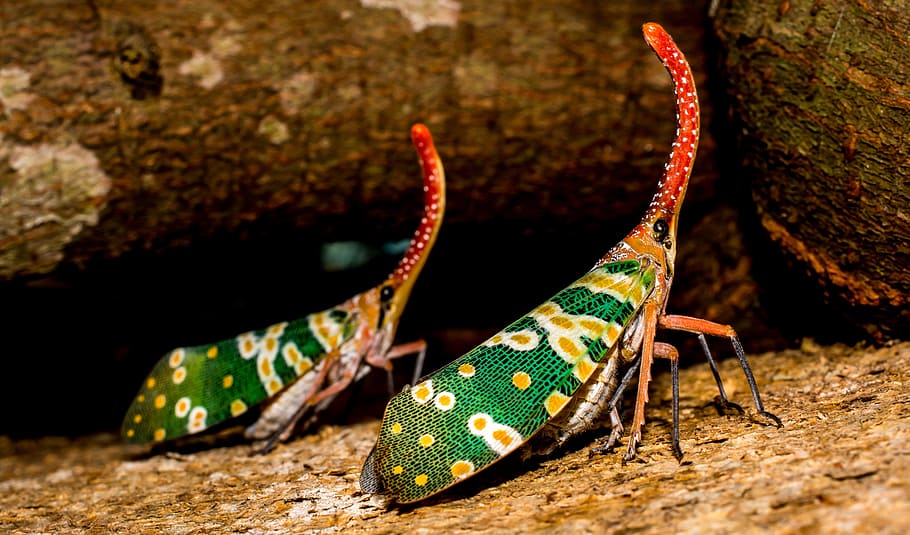 green, orange, red, beetle, long, nose, canthigaster cicada, fulgoromorpha, insect, proboscis