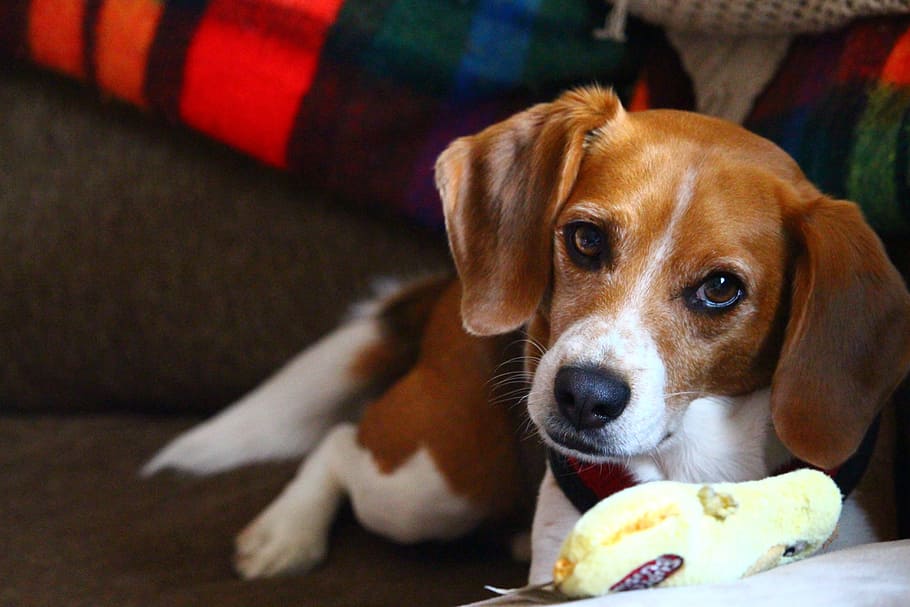 beagle, chew toy, toy, laying, playing, cute, canine, chewing, animal, dog