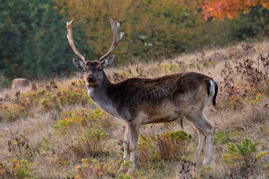 brown, deer, daytime, fallow deer, antler, schwarzerdamhirsch, antler carrier, red deer, nature, wild