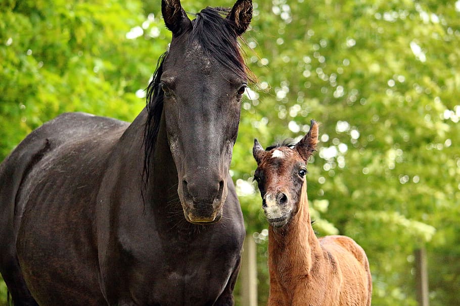 close-up photography, black, horse, brown, pony, green, trees, foal, mare, thoroughbred arabian