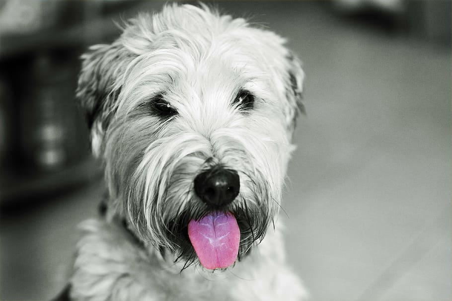 grayscale photography, briard, dog, hundeportrait, irish softcoated wheaten terrier, terrier, animals, pet, animal portrait, canine