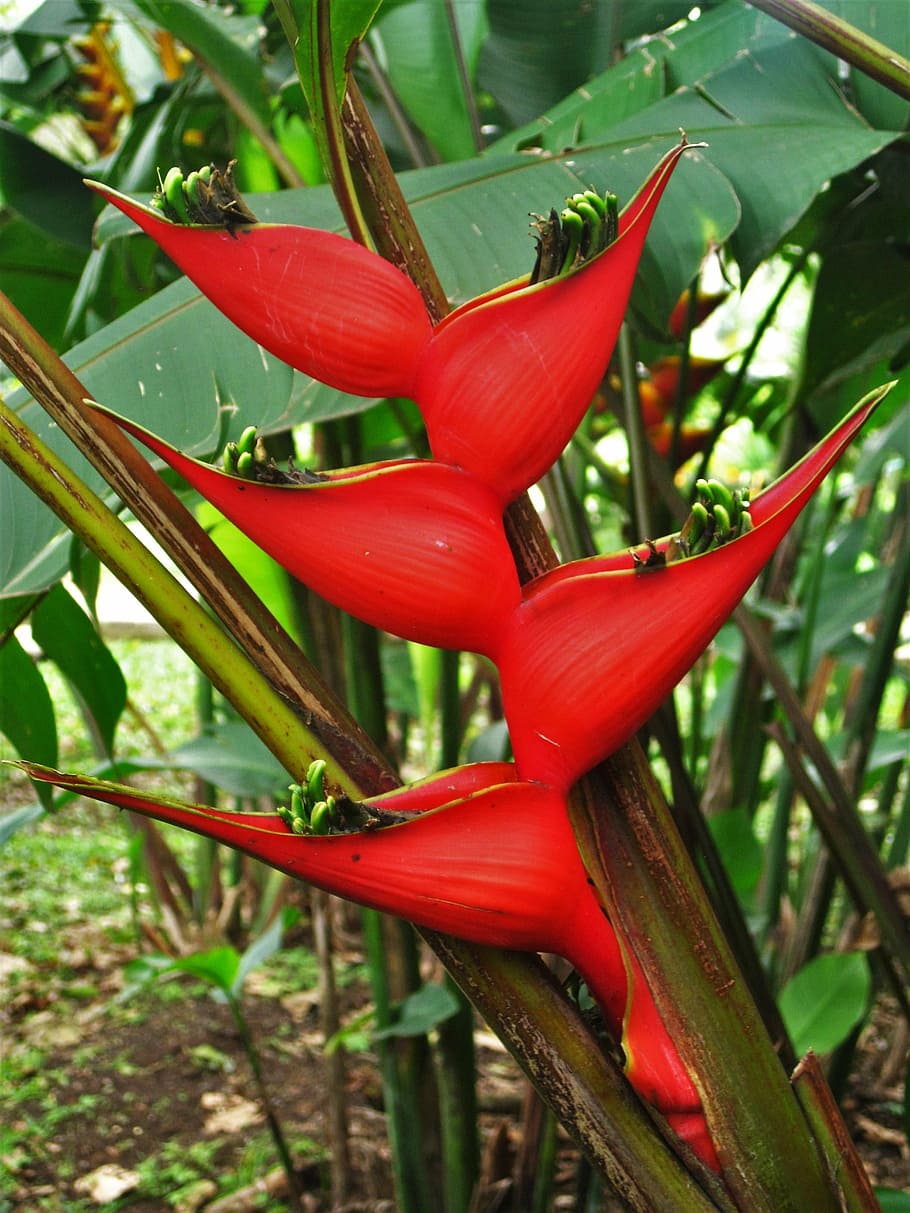 caribbean heliconia, red, caribbean, helikonie, plant, blossom, bloom, tropical, exotic, ginger like