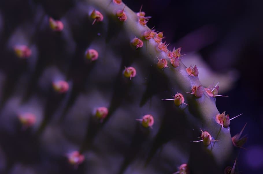 Cactus, Purple, Plant, Spur, Macro, Photo, macro photo, nature, flower, night