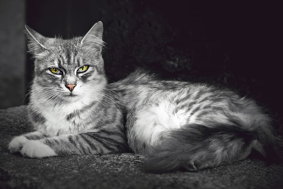 銀のぶち猫, 猫, 動物, ペット, 猫の目, 黒と白, 毛皮, 残り, 家畜猫, かわいい