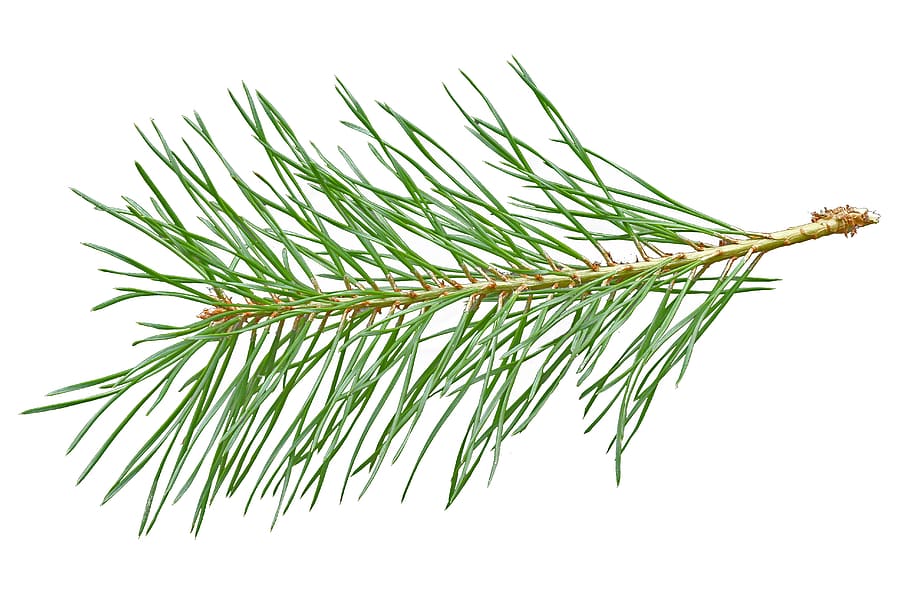 needles, scotch pine, needle branch, conifer, branch, white background, studio shot, cut out, plant, indoors