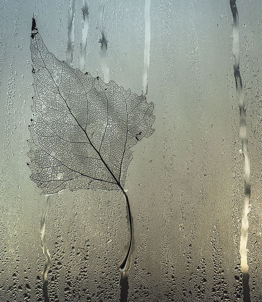 grey, leaf, glass window, waterdrops, Sheet, Glass, Drops, Stripes, Streaks, sheet, glass