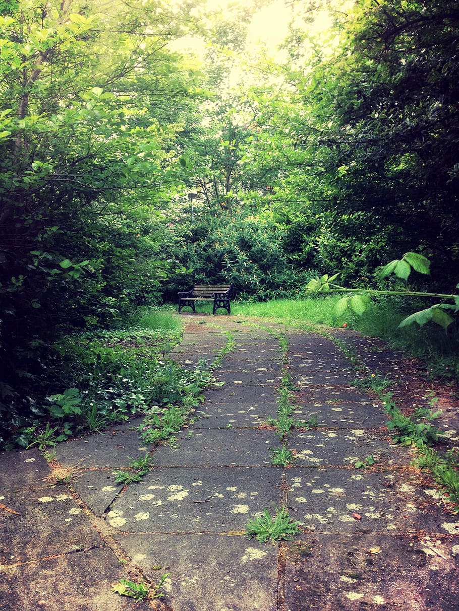 bench, secret, nature, green, garden, park, sitting, smile, outdoor, summer