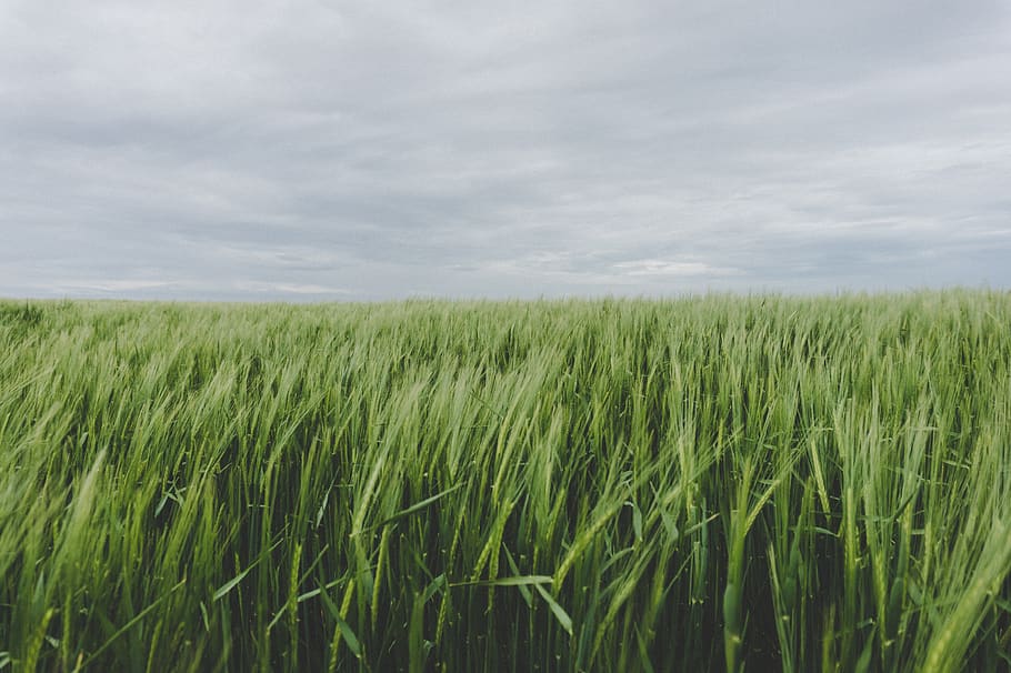 green, grass, farm, field, crops, agriculture, outdoor, clouds, sky, crop