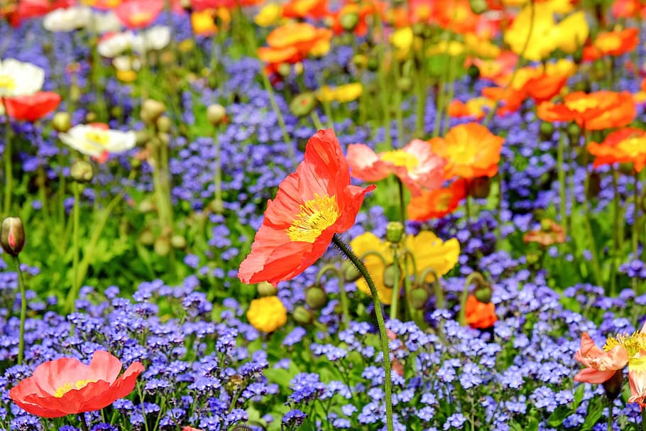 rojo, amarillo, amapolas, púrpura, campo de flores, amapola, flor, floración, campo, naturaleza