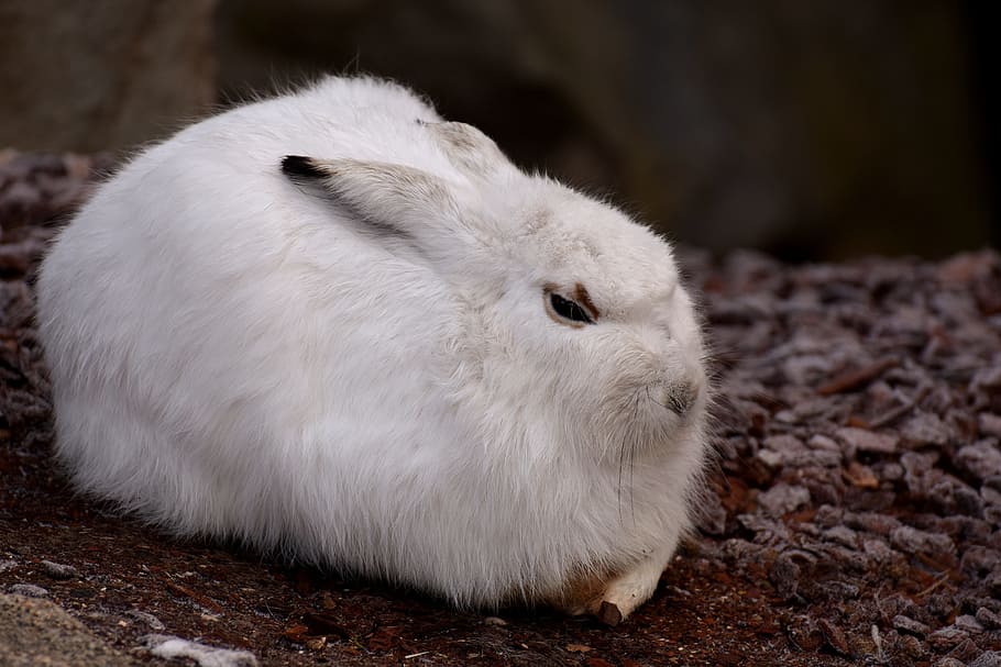 white rabbit, schneehase, cute, zoo, animal, animal world, fur, hare, tierpark hellabrunn, animal themes