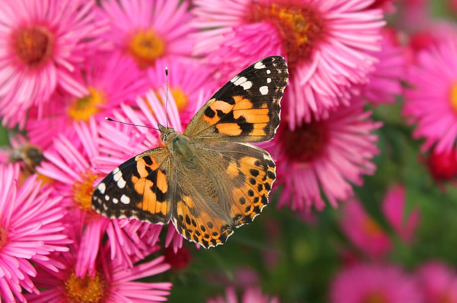 orange, black, dotted, butterfly, pink, flowers, painted lady, animal, insect, wing