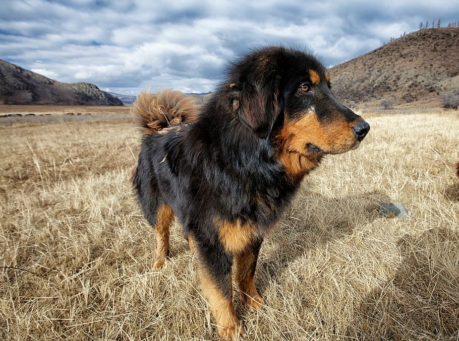 adult, black, tan, tibetan mastiff, dog, mongolia dog, meadow, bogart village, october, mongolia