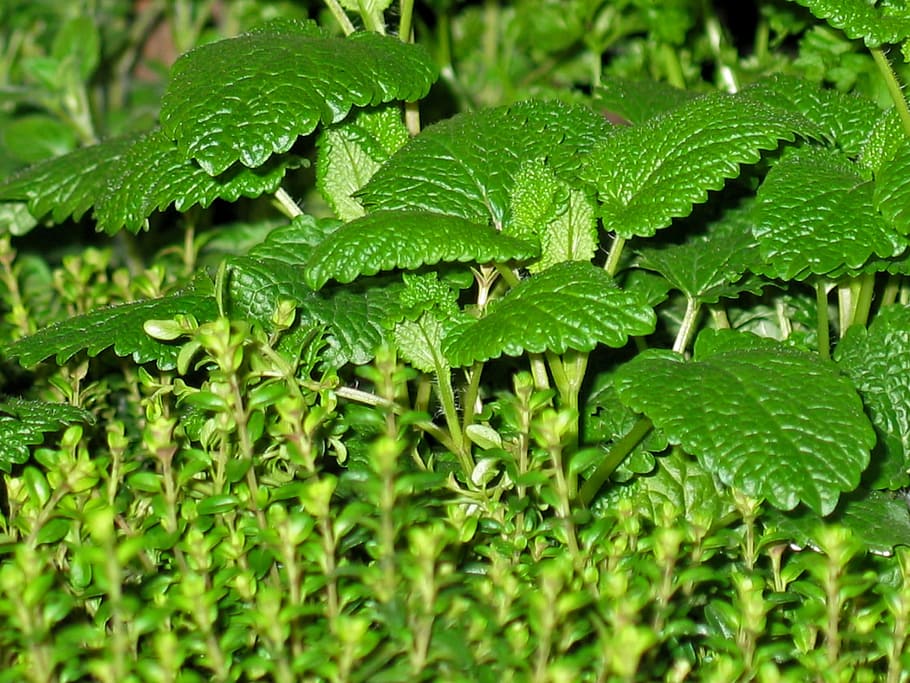 Herbs, Mint, Thyme, Plant, Green, Leaves, green, leaves, garden, nature, aroma