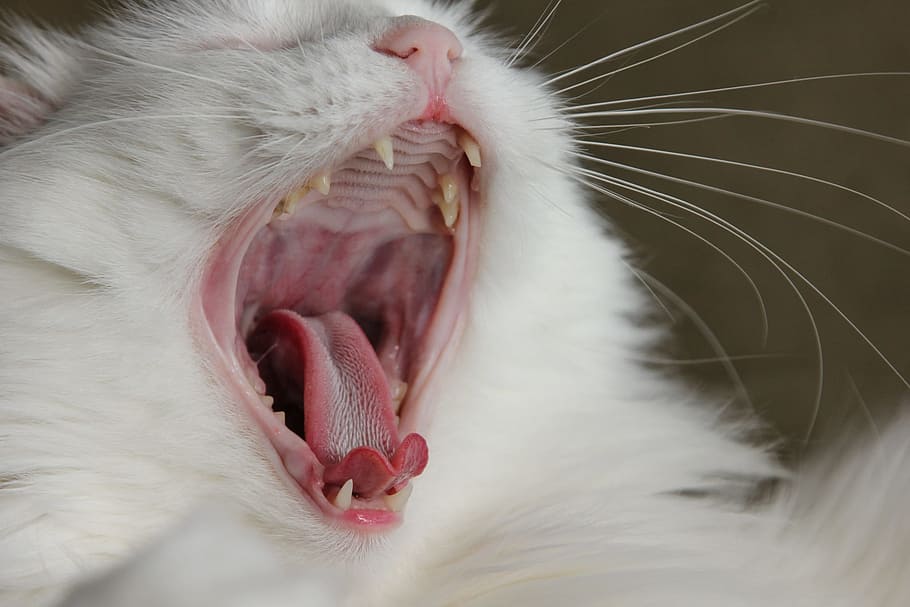 yawning, white, cat, yawn, pet, kitten, animal, fur, whiskers, nature