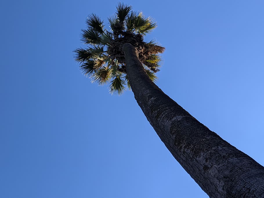 palm tree, sacramento, capitol park, california, sky, nature, landscape, america, usa, low angle view