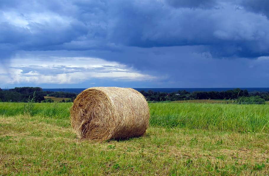 haymaking, hay, grass, summer, village, landscape, field, clouds, thunderstorm, plant