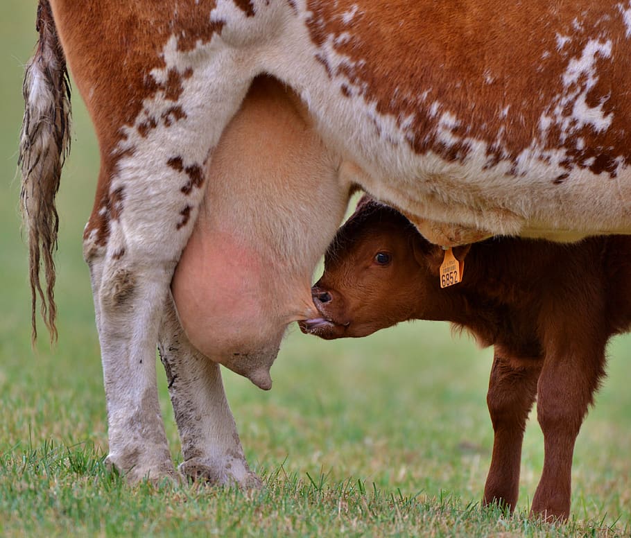little calf, suckle, teat, drink, cow, drinking, milk, cow's milk, herkauwer, meadow