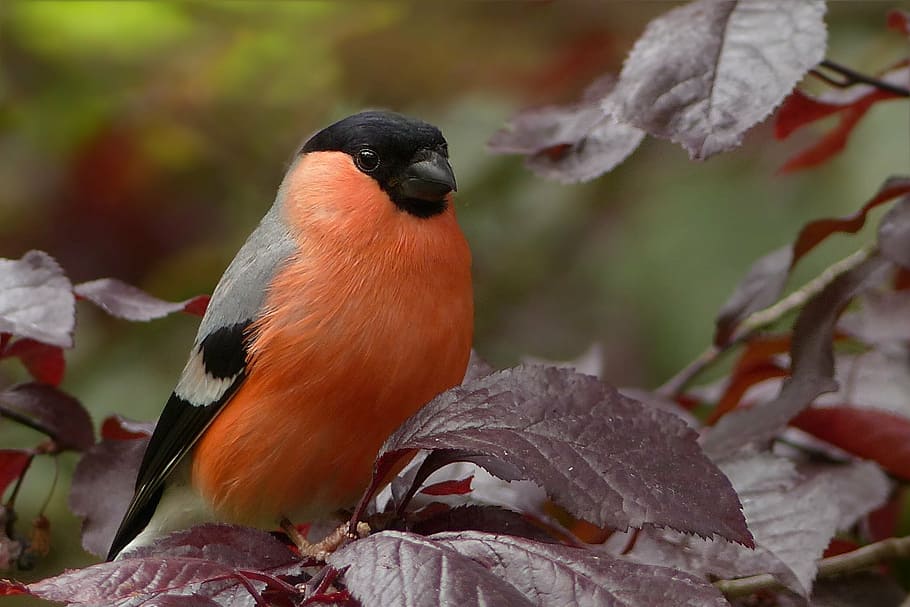 orange, black, feather bird, brown, plant, bullfinch, bird, sitting, tree, garden