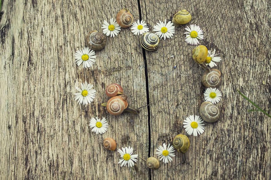 Background, Heart, Snail, the background, snails, daisies, romantic, love, feeling, board