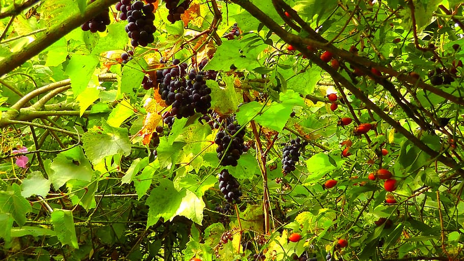wild grapes, rose hip, sweet, red grapes, grapes, wild growth, green, fruit, healthy, eat