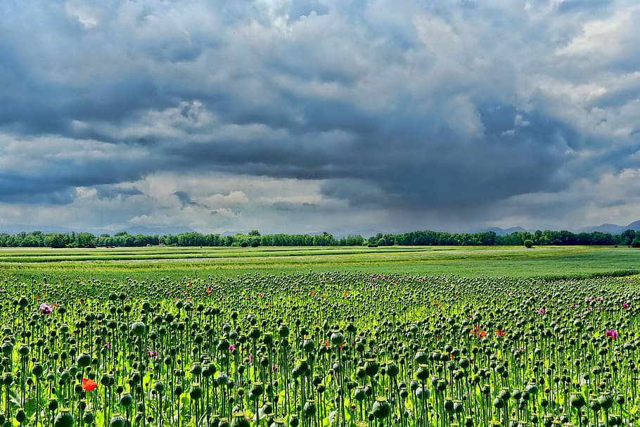 landscape photography, green, plant field, field of poppies, thriving mohnfeld, sky, clouds, dramatic clouds, storm clouds, opium poppy