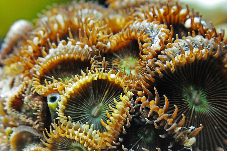 anemone, seawater, sea water, aquarium, nature, underwater, exotic, ocean, sea life, undersea