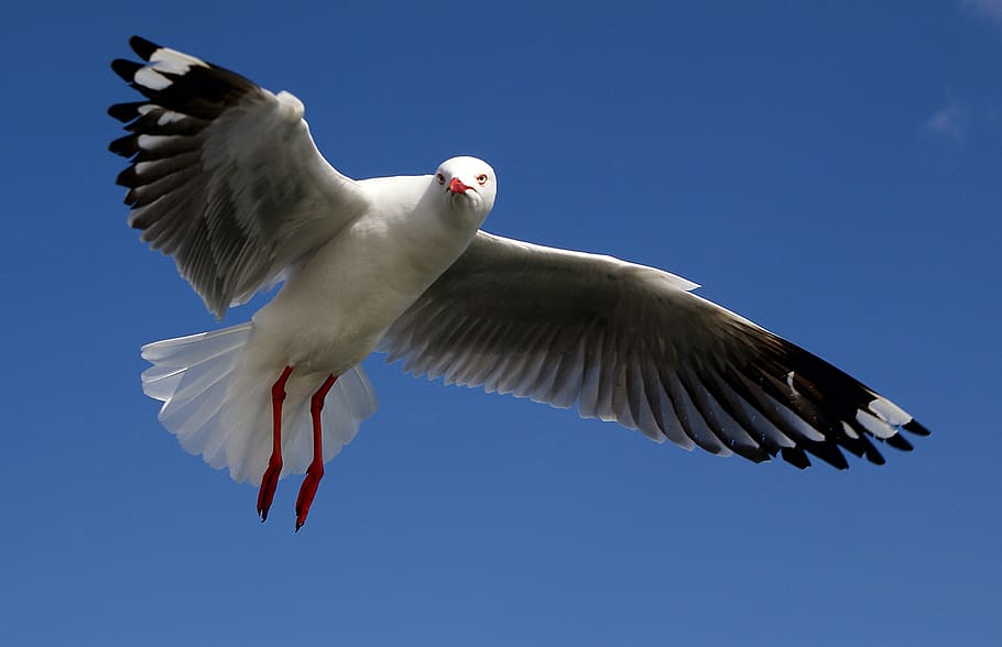 Prata, gaivota, gal branco, voador, céu, animais em estado selvagem, animais selvagens, temas animais, vertebrado, asas abertas
