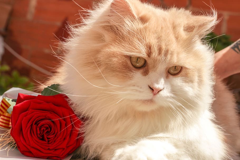 animals, cats, pets, domesticated, eyes, adorable, fluffy, cute, whiskers, rose