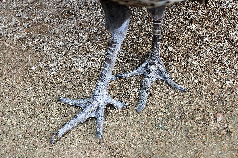 toe, claws, foot, animal, wildlife, peacock, bird, peafowl, leg, nature