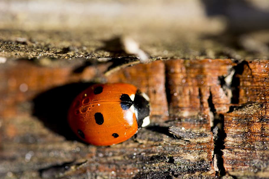 ladybird, insect, nature, invertebrate, close-up, animal, animals in the wild, animal wildlife, animal themes, wood - material