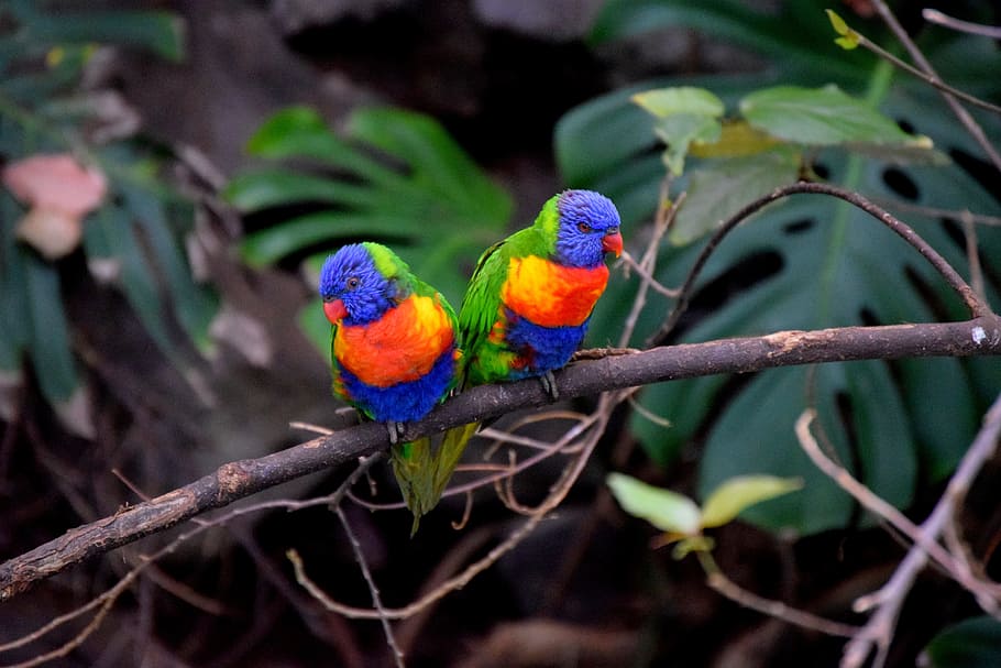 two perched birds, parrots, bird couple, colorful, animal themes, animal, multi colored, animal wildlife, bird, parrot