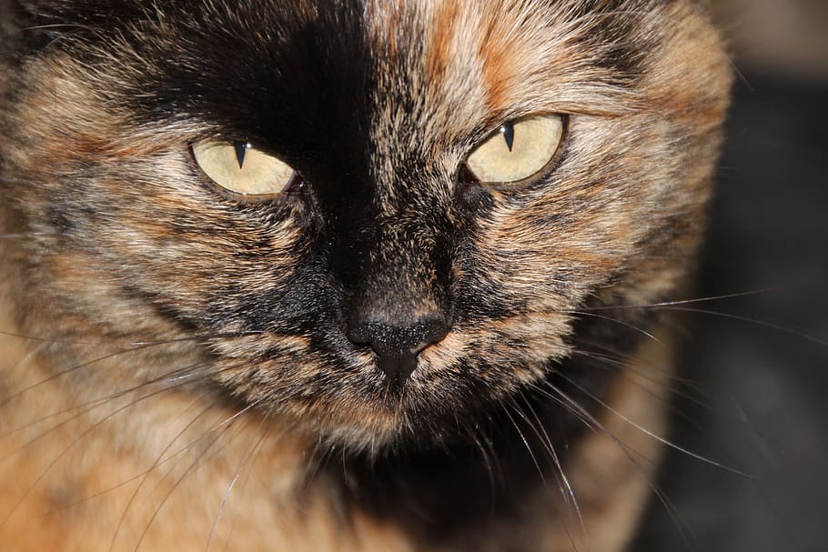 cat tortoise shell yellow eyes tortoise shell pattern