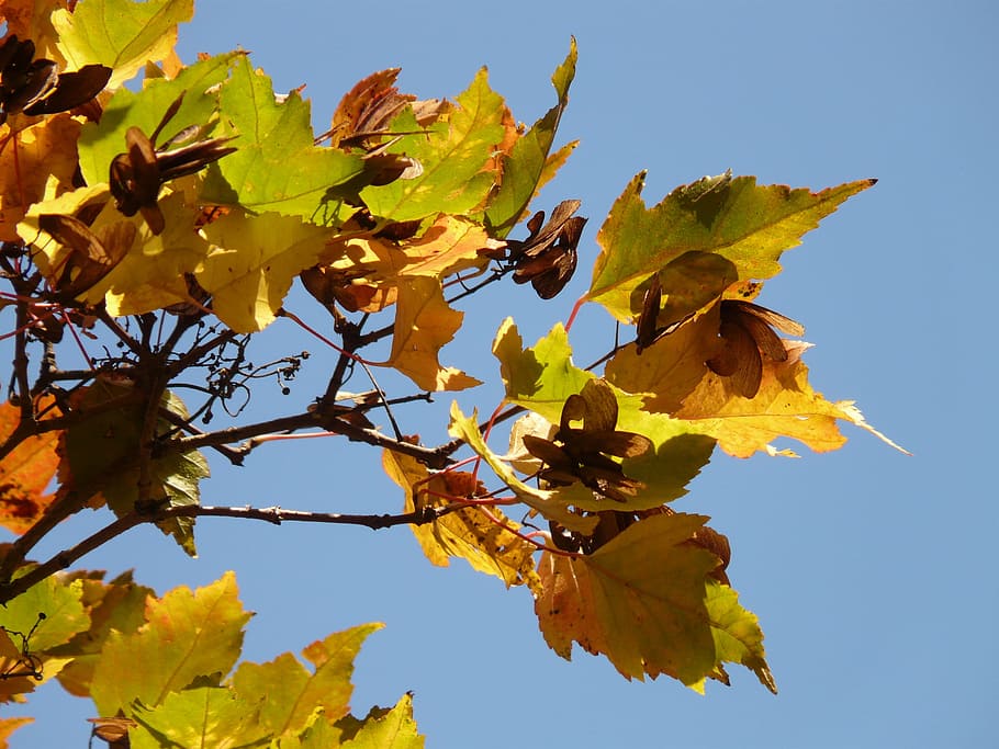 Api, Maple, Kecil, Daun, maple api, musim gugur, daun kecil, dedaunan musim gugur, acer tataricum subsp ginnala, kuning