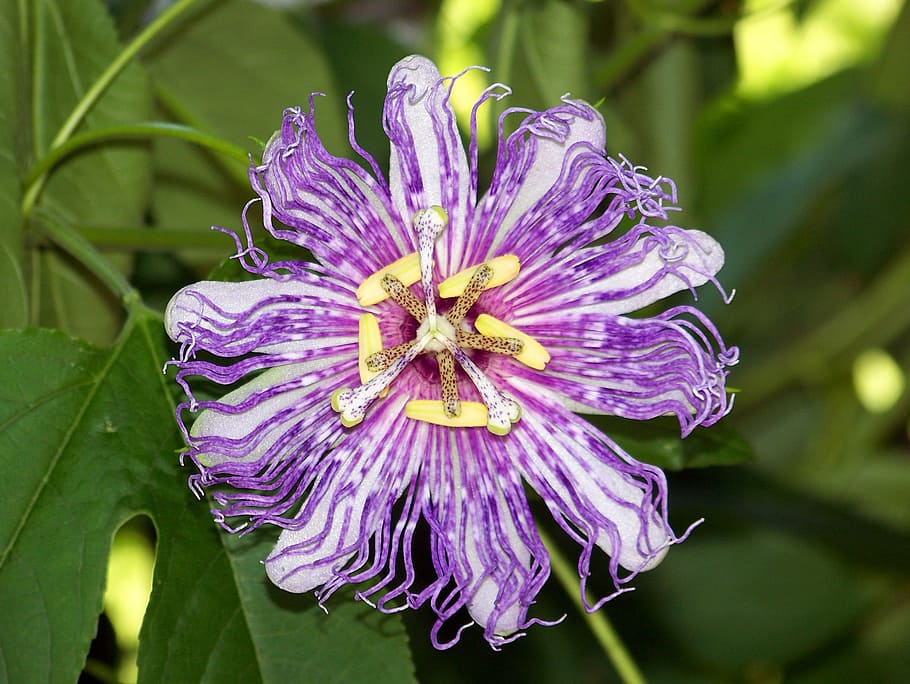 close-up photo, purple, white, passion vine flower, passiflora, passion flowers, passion vines, bloom, blossom, colorful