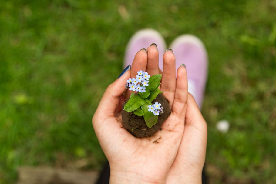 person, holding, blue, forget-me-not flowers selective-focus photography, flower, green, plant, grass, blur, ground