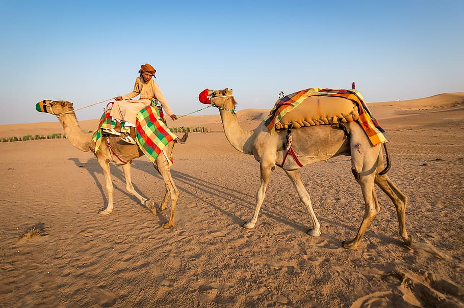 camelo, deserto, areia, seco, camelos, duna, aventura, passeio, natureza, caravana