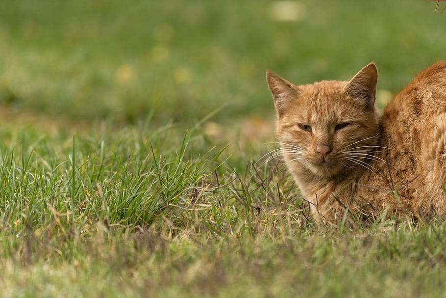 iran, qom province, animal, nature, lifestyle, cat, mammal, grass, animal themes, one animal