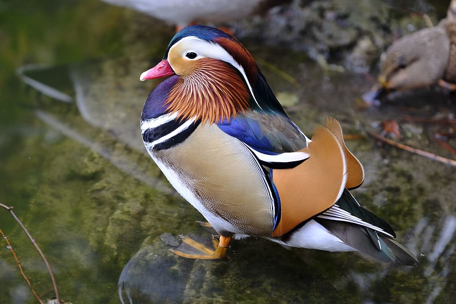 male, mandarin duck, brown, black, stone, duck, mandarin ducks, asia, bird, water bird