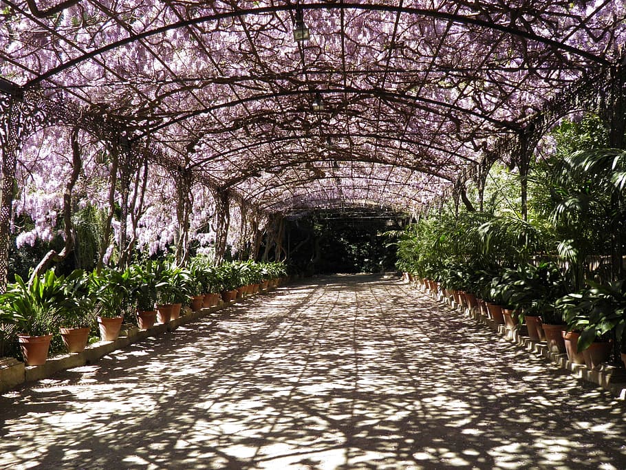 Wisteria, Malaga, Botanical Garden, pergola, wedding, floral, arch, garden, romantic, spring