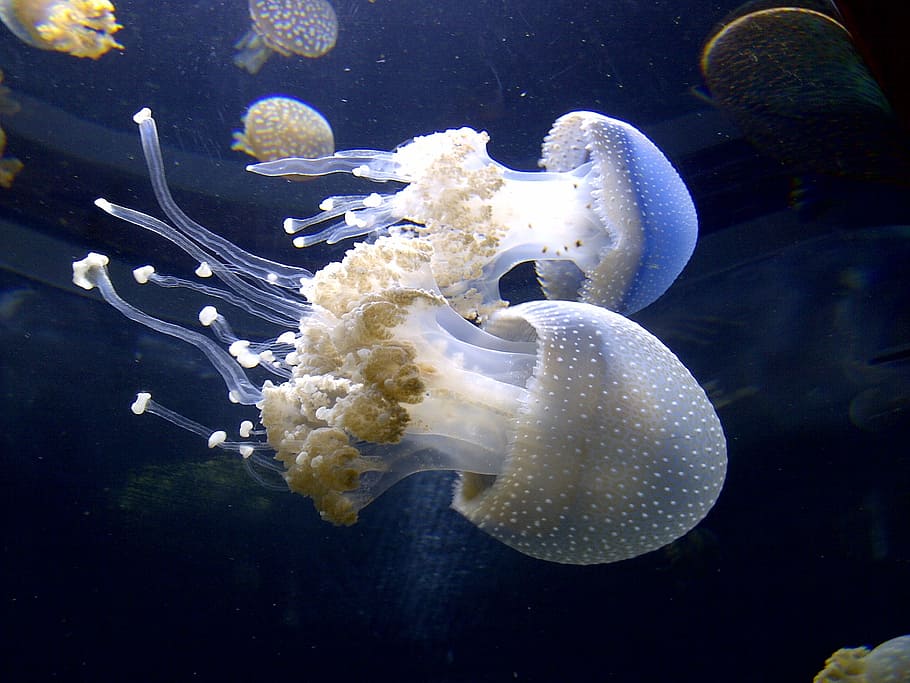 white, jellyfish, sealife, jelly, sea, underwater, animal themes, animals in the wild, water, animal wildlife