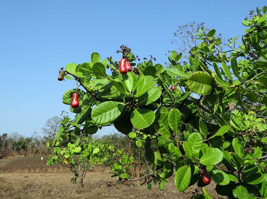 kacang mete, buah, pohon, anacardiaceae, keluarga mangga, matang, merah, india, tanaman, pertumbuhan