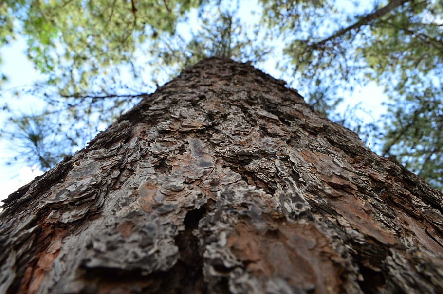 tronco, árbol, madera, naturaleza, Brasil, Vista de ángulo bajo, tronco de árbol, texturado, planta, día