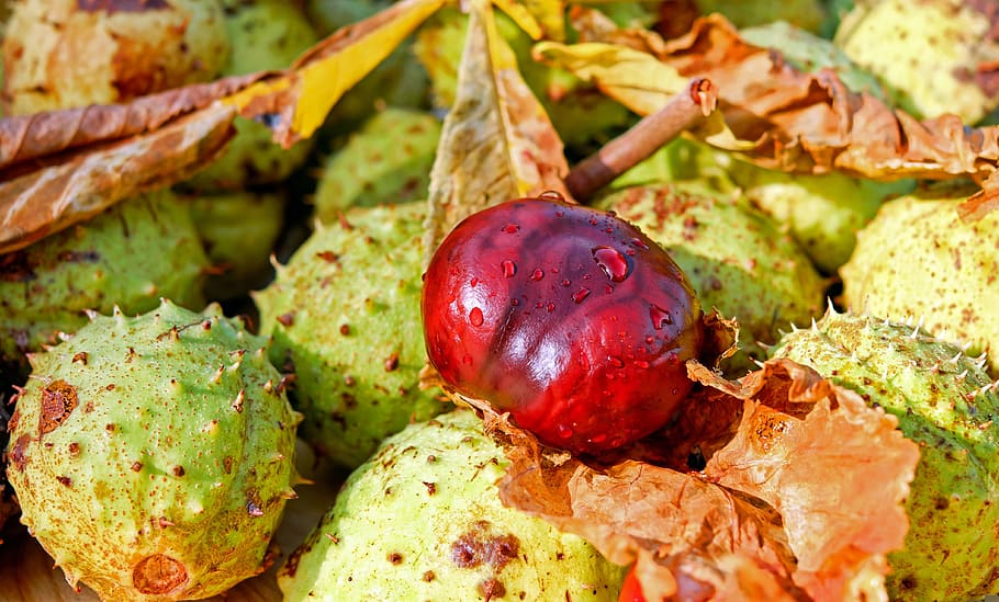 guiano melon, chestnut, buckeye, common rosskastanie, ordinary rosskastanie, aesculus hippocastanum, chestnut fruit, autumn fruit, fruit, red