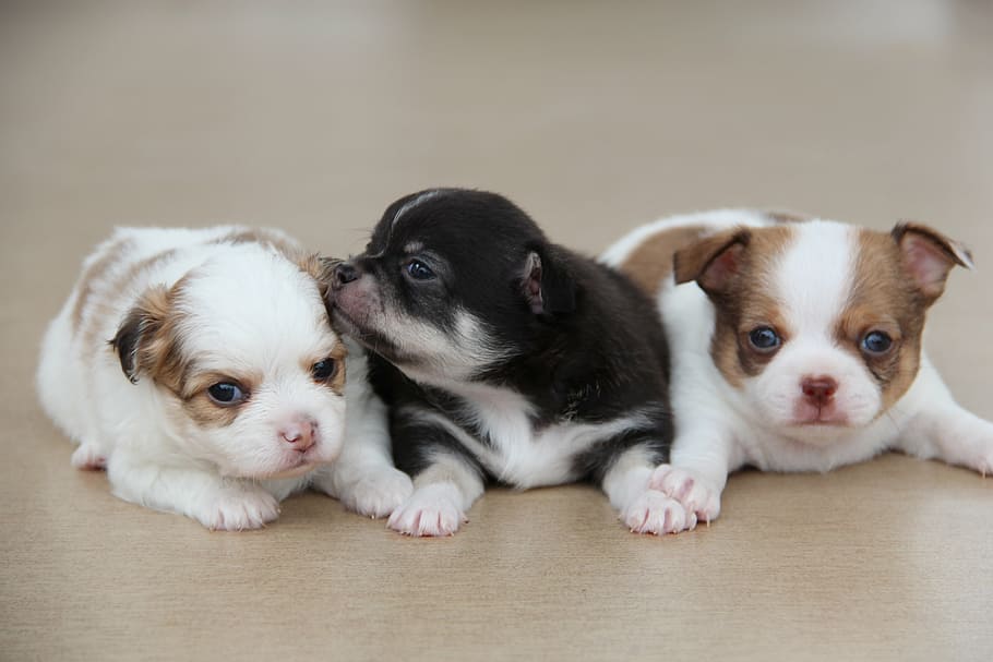 three, short-coated assorted-color puppies, chihuahua, dog, pet, breed, puppy, animal, cute, pets