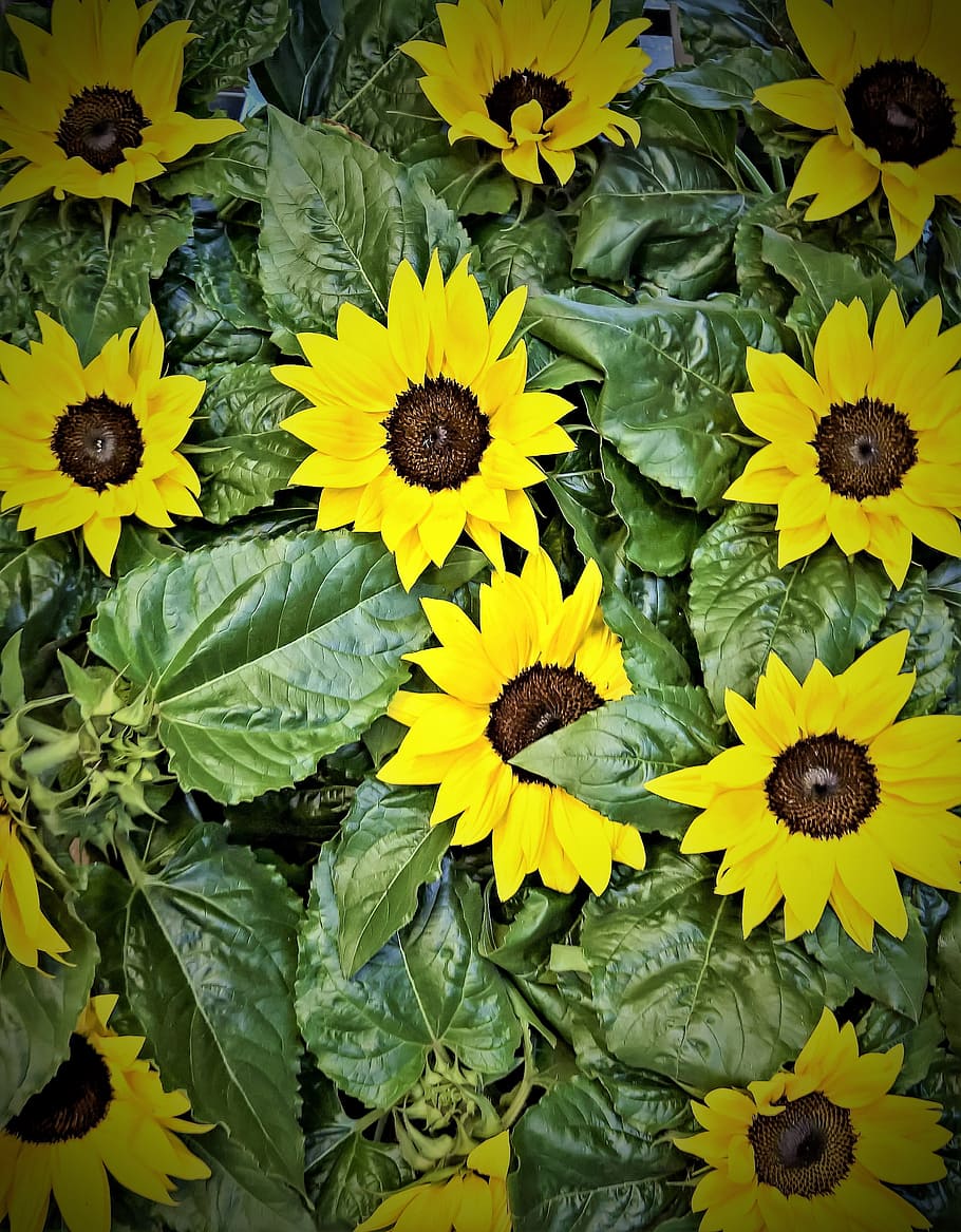 sunflowers, Sunflower, Plant, Yellow, Flowers, yellow flowers, summer, bright, pots, market